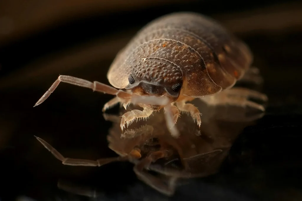 Bed-Bug-Treatment - Saint Albans Pest Control Pros | Saint Albans, NY | 914-415-5488